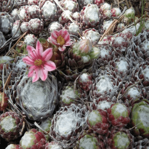 Joubarbe toile d'araignée 'Rubin' - Sempervivum arachnoideum 'Rubin' - FLEURANDIE