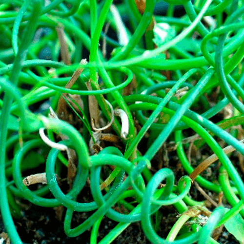 Juncus effusus 'Spiralis' - Juncus effusus 'Spiralis' - FLEURANDIE