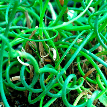 Juncus effusus 'Spiralis' - Juncus effusus 'Spiralis'