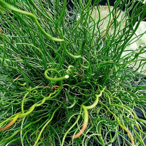 Juncus effusus 'Spiralis' - Juncus effusus 'Spiralis' - FLEURANDIE