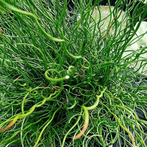 Juncus effusus 'Spiralis' - Juncus effusus 'Spiralis' - FLEURANDIE