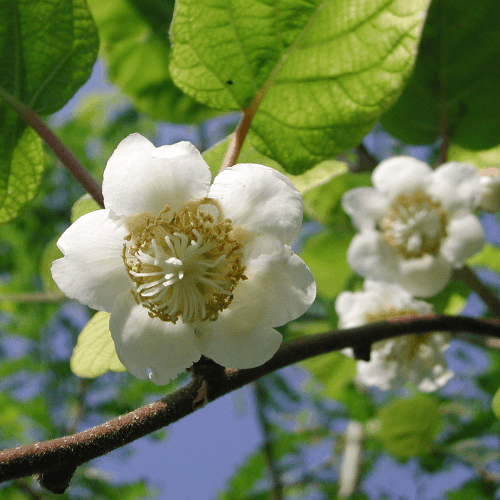 Kiwi mâle, actinidier 'Atlas' - Actinidia chinensis 'Atlas' - FLEURANDIE