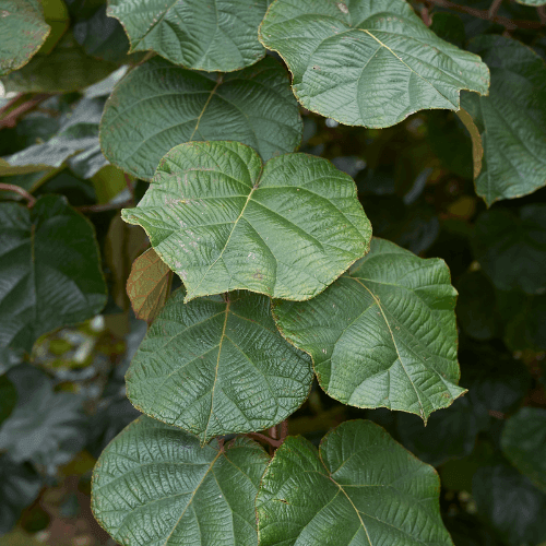 Kiwi mâle, actinidier 'Atlas' - Actinidia chinensis 'Atlas' - FLEURANDIE