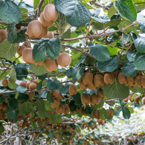 Kiwi auto-fertile, actinidier 'Jenny' - Actinidia chinensis 'Jenny' - FLEURANDIE