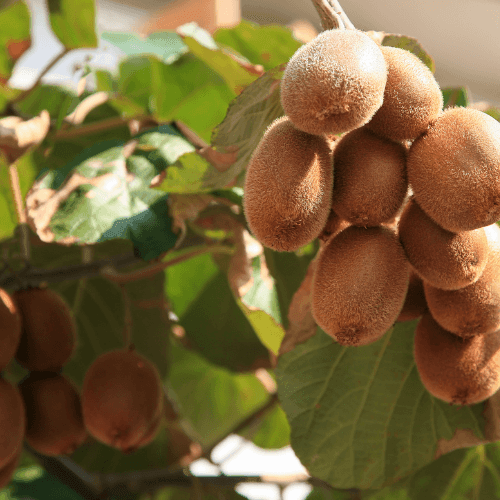 Kiwi 'Hayward'(Femelle) - Actinidia chinensis 'Hayward' - FLEURANDIE