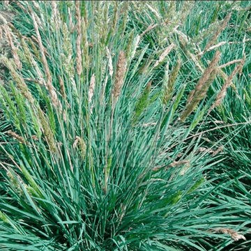 Koélérie bleue - Koeleria glauca