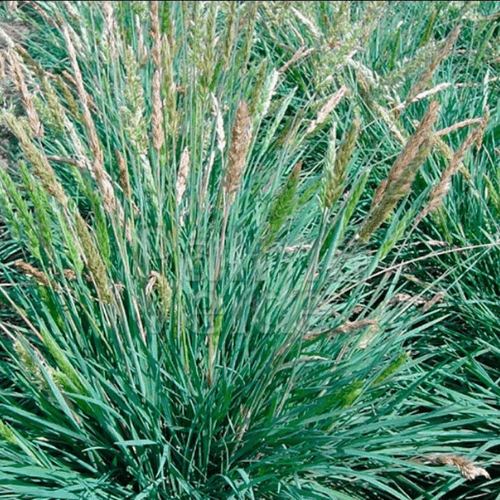 Koélérie bleue - Koeleria glauca - FLEURANDIE
