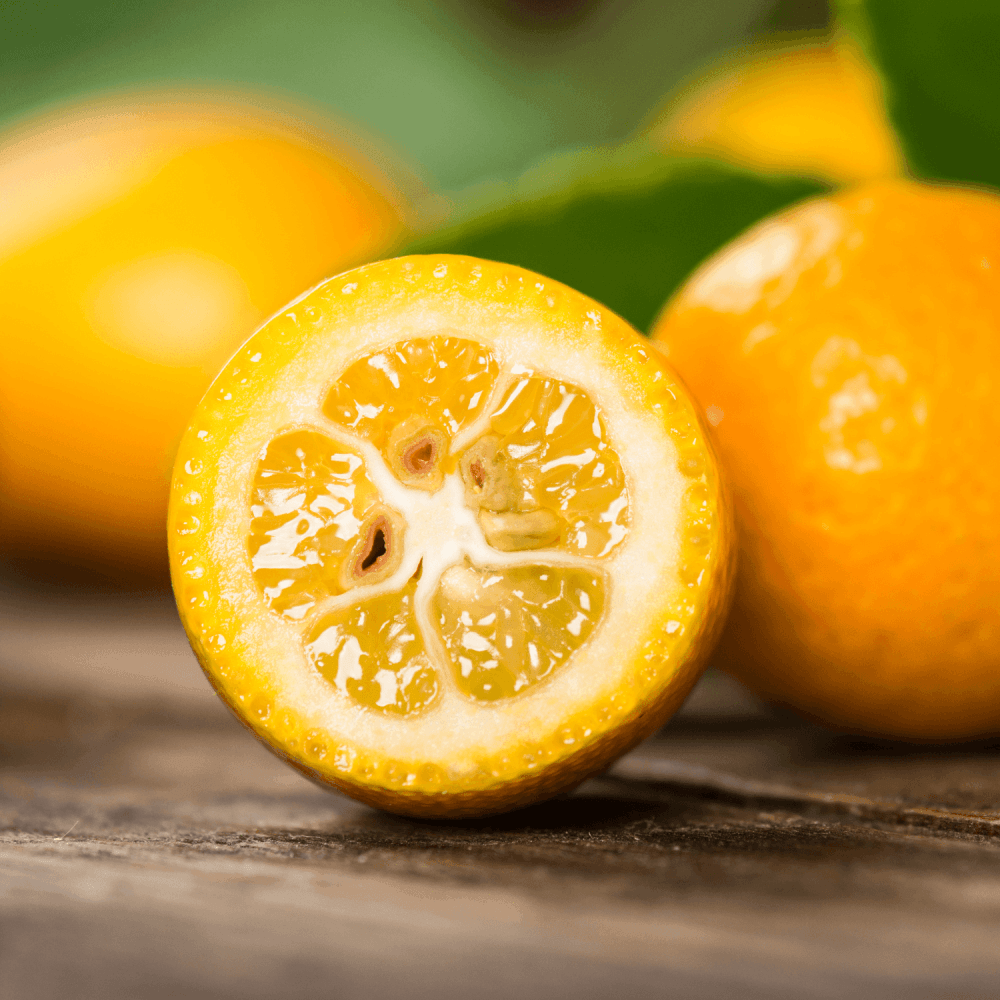 Kumquat Fukushu - Citrus japonica - FLEURANDIE