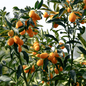 Kumquat Fukushu - Citrus japonica