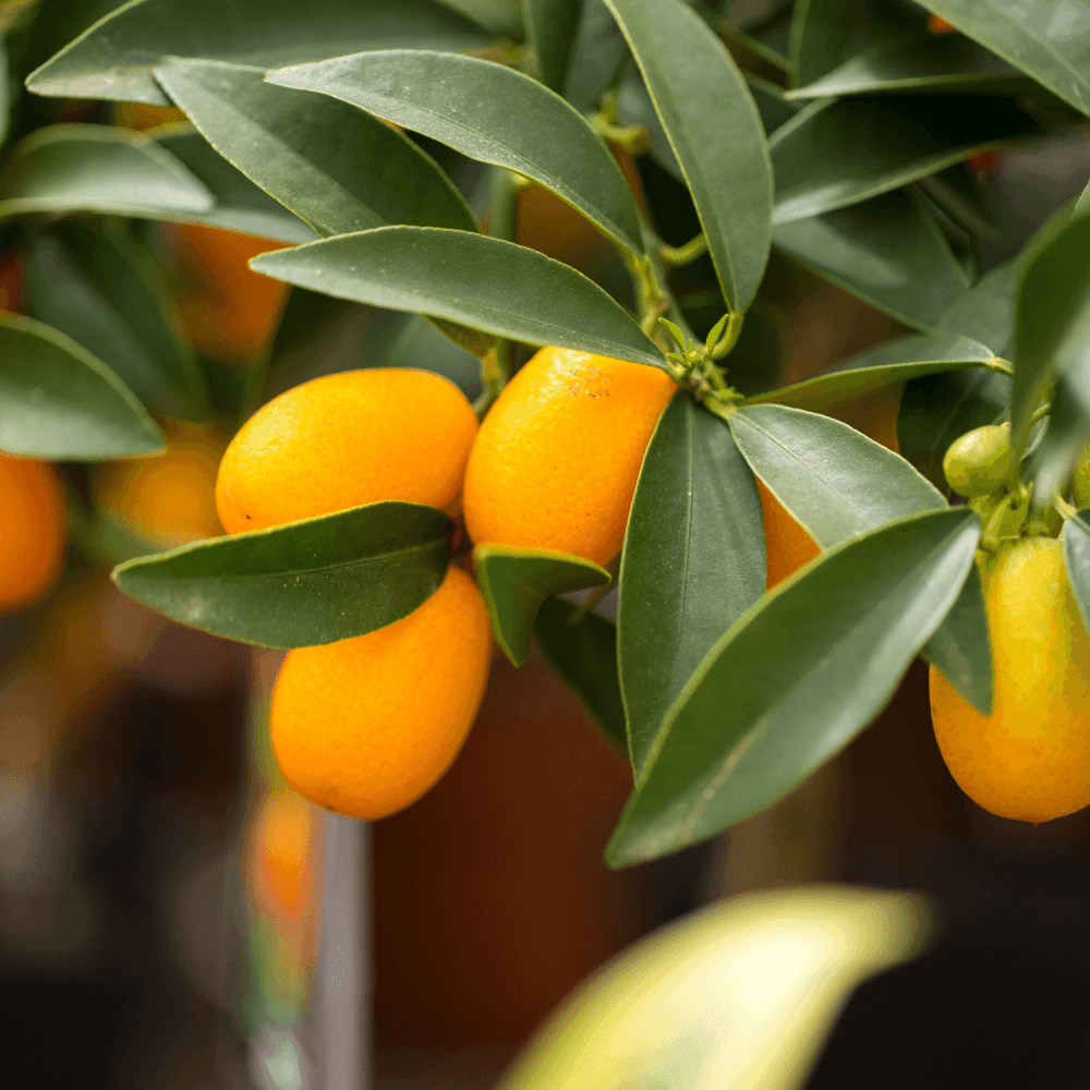 Kumquat Fukushu - Citrus japonica - FLEURANDIE