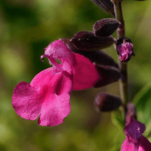 La Sauge Lemoneii 'Purple Sage'-Salvia lemmonii 'Purple haze' - FLEURANDIE