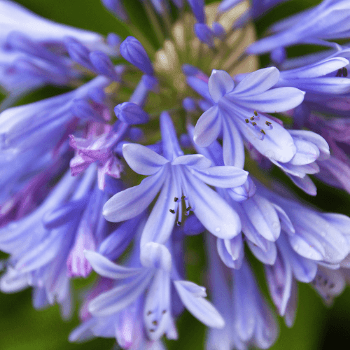 L'Agapanthe Africaine bleue - Agapanthus Africanus Bleue - FLEURANDIE