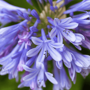 L'Agapanthe Africaine bleue - Agapanthus Africanus Bleue - FLEURANDIE