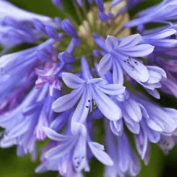 L'Agapanthe Africaine bleue - Agapanthus Africanus Bleue