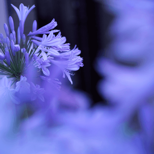 L'Agapanthe Africaine bleue - Agapanthus Africanus Bleue - FLEURANDIE