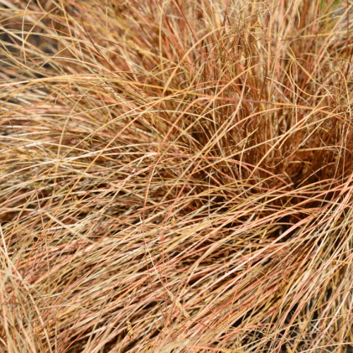 Laîche 'Bronze Form' - Carex comans 'Bronze Form' - FLEURANDIE