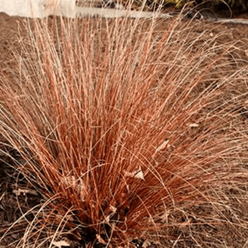 Laîche comans 'Little Red' - Carex comans 'Little Red' - FLEURANDIE