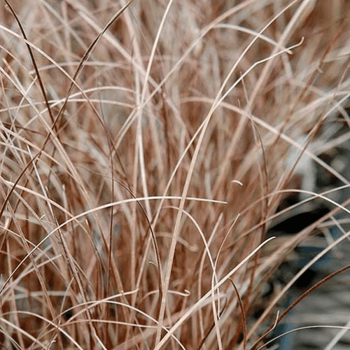 Laîche de Buchanan - Carex buchananii - FLEURANDIE