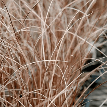 Laîche de Buchanan - Carex buchananii