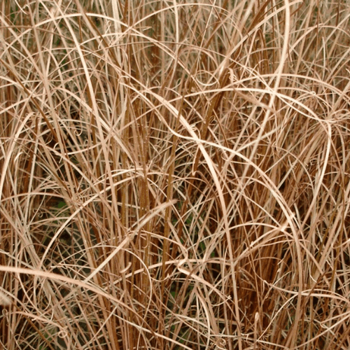 Laîche de Buchanan - Carex buchananii - FLEURANDIE