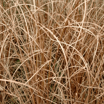 Laîche de Buchanan - Carex buchananii