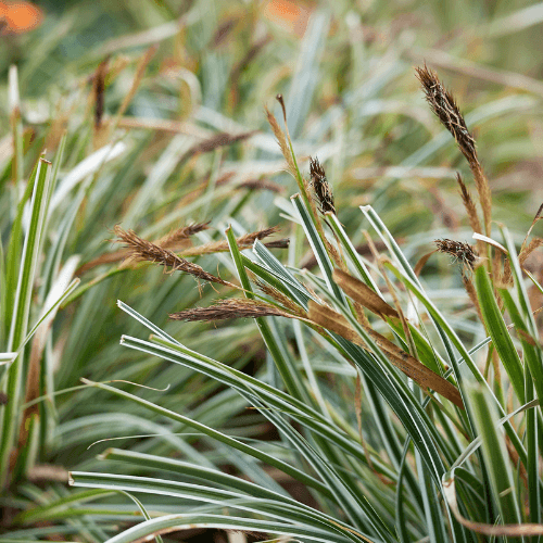 Laîche d'Oshima 'Everest' - Carex oshimensis 'Everest' - FLEURANDIE