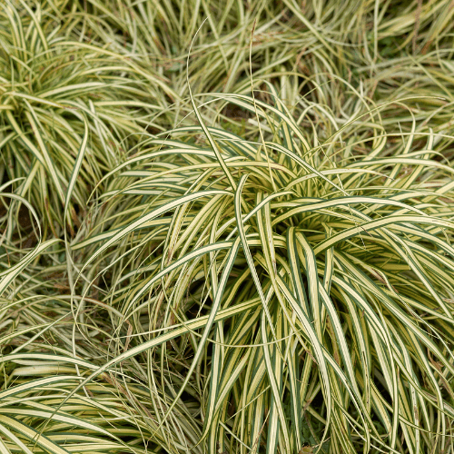 Laîche d'Oshima 'Evergold' - Carex oshimensis 'Evergold' - FLEURANDIE