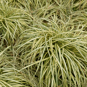 Laîche d'Oshima 'Evergold' - Carex oshimensis 'Evergold' - FLEURANDIE
