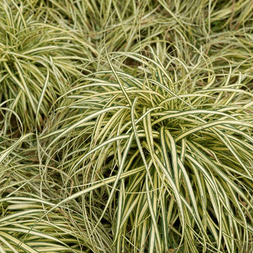 Laîche d'Oshima 'Evergold' - Carex oshimensis 'Evergold'