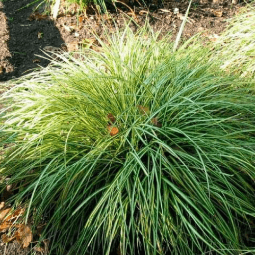 Laîche d'Oshima 'Evergold' - Carex oshimensis 'Evergold' - FLEURANDIE