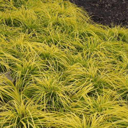 Laîche d'Oshima 'Everillo' - Carex oshimensis 'Everillo' - FLEURANDIE