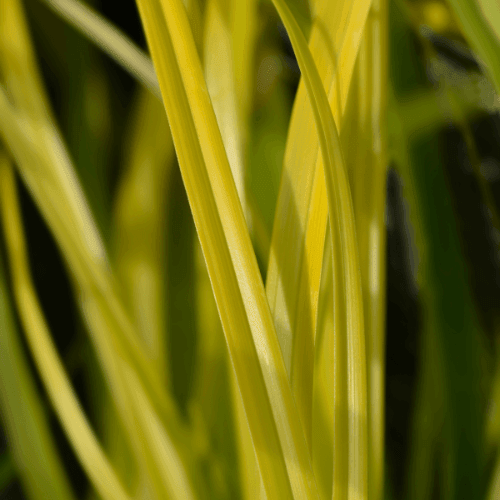 Laîche d'Oshima 'Everillo' - Carex oshimensis 'Everillo' - FLEURANDIE