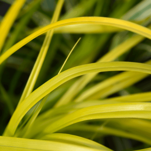 Laîche d'Oshima 'Everillo' - Carex oshimensis 'Everillo' - FLEURANDIE