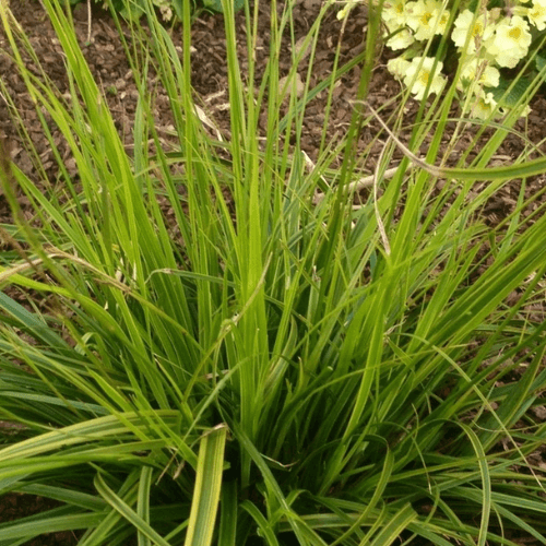 Laîche d'Oshima 'Everlime' - Carex oshimensis 'Everlime' - FLEURANDIE