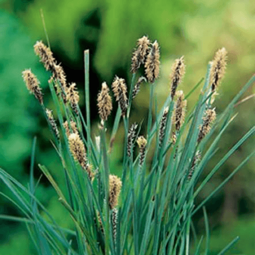 Laîche faux panic - Carex panicea - FLEURANDIE