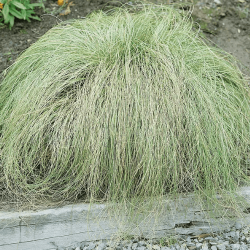 Laîche 'Frosted Curls' - Carex comans 'Frosted Curls' - FLEURANDIE