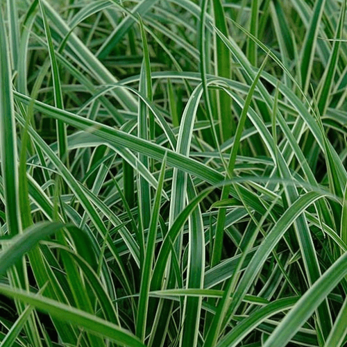 Laîche japonaise 'Ice Dance' - Carex morrowii 'Ice Dance' - FLEURANDIE