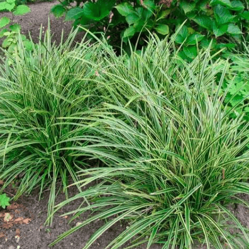 Laîche japonaise 'Ice Dance' - Carex morrowii 'Ice Dance' - FLEURANDIE