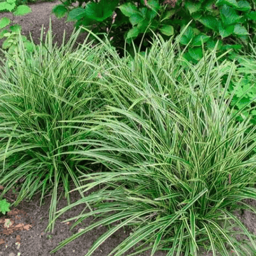 Laîche japonaise 'Ice Dance' - Carex morrowii 'Ice Dance'