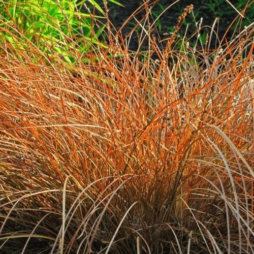 Laîche orange 'Prairie Fire' - Carex testacea 'Prairie Fire' - FLEURANDIE