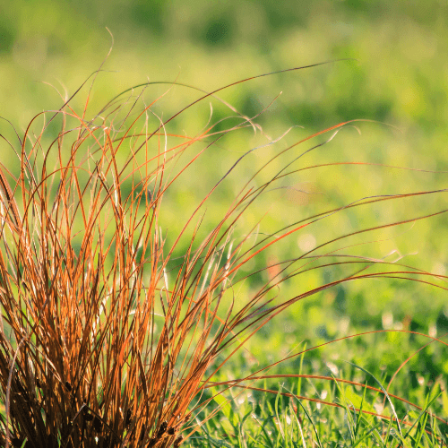 Laîche orange 'Prairie Fire' - Carex testacea 'Prairie Fire' - FLEURANDIE