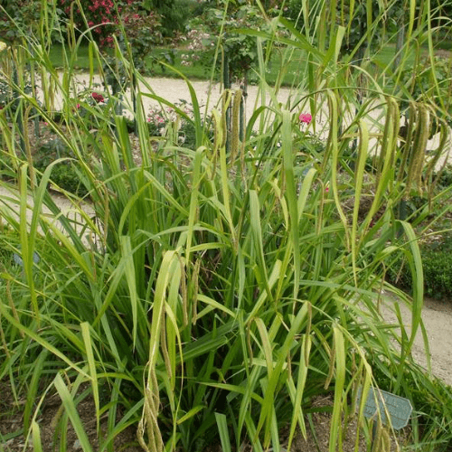 Laîche pendante - Carex pendula - FLEURANDIE