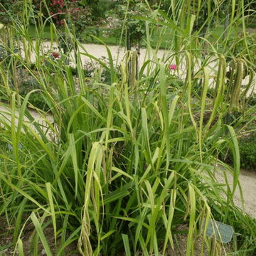 Laîche pendante - Carex pendula