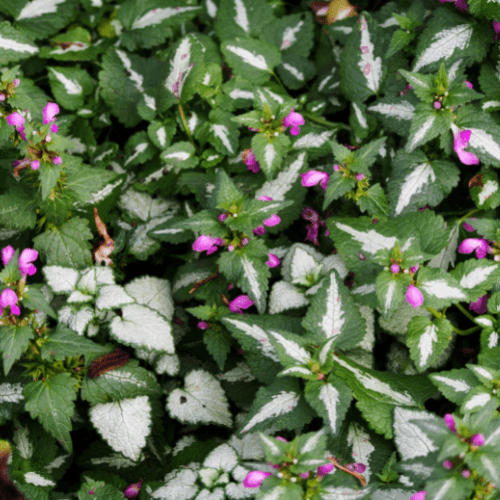 Lamier tacheté 'Beacon Silver' - Lamium maculatum 'Beacon silver' - FLEURANDIE