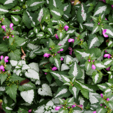 Lamier tacheté 'Beacon Silver' - Lamium maculatum 'Beacon silver'