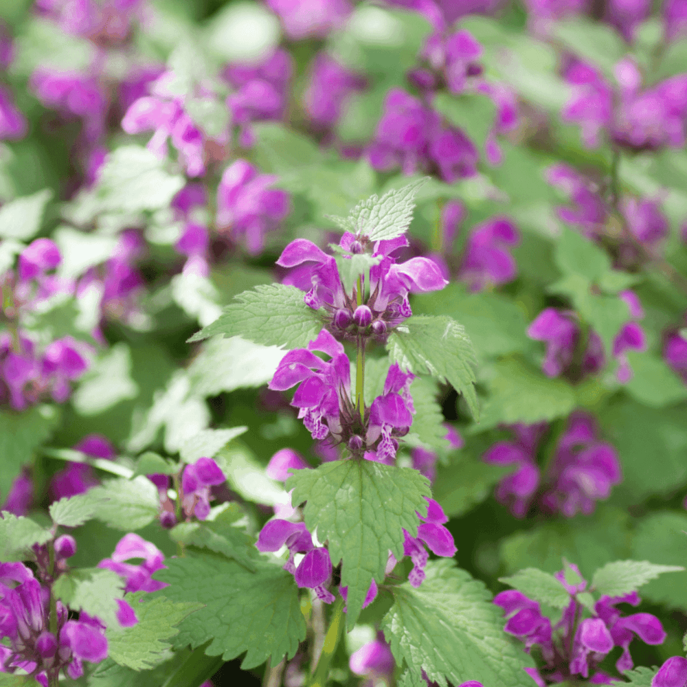 Lamier tacheté 'Beacon Silver' - Lamium maculatum 'Beacon silver' - FLEURANDIE