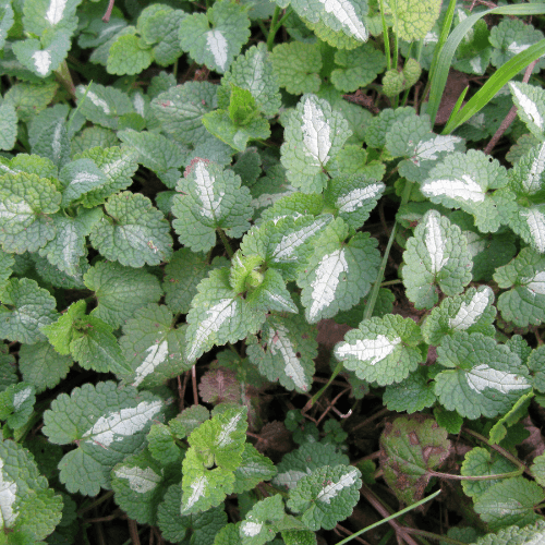 Lamier tacheté 'Beacon Silver' - Lamium maculatum 'Beacon silver' - FLEURANDIE