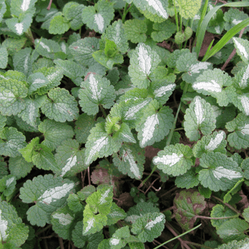 Lamier tacheté 'Beacon Silver' - Lamium maculatum 'Beacon silver'