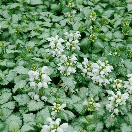 Lamier tacheté 'White Nancy' - Lamium maculatum 'White Nancy' - FLEURANDIE