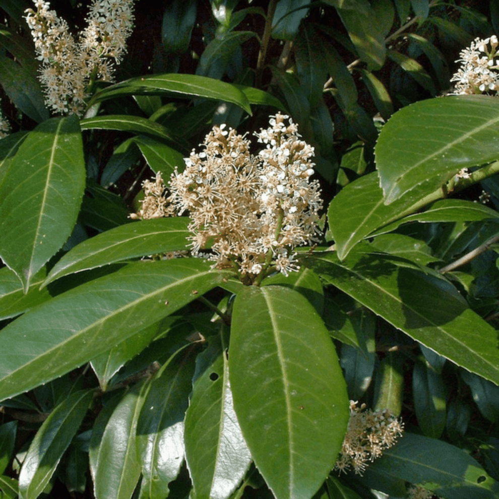 LaurierCerise, Laurier palme 'Caucasica' Prunus laurocerasus 'Cauca — free download